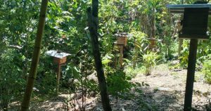 abejas