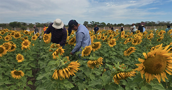 girasol girasol