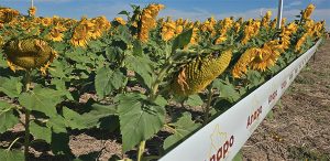 girasol